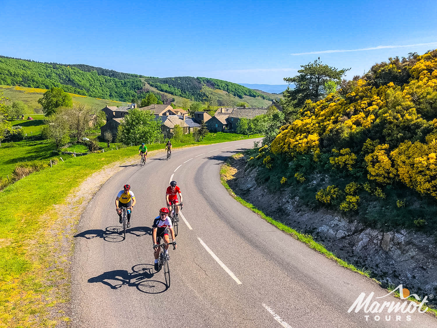 Cyclists and broom on guided cycling tour of southern France Cevennes & Ardeche with Marmot Tours