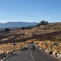 Cyclist waiting for sheep to cross road on Marmot Tours guided group cycling holiday in Andalusia Spain