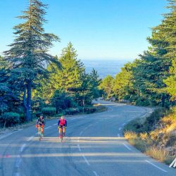 Pair of cyclists climbing Mont Ventoux forested section on Marmot Tours guided cycling holiday Provence France