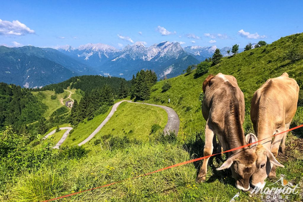 View from summit of Monte Zoncolan with pair of grazing cows on Marmot Tours guided road cycling holiday Slovenia