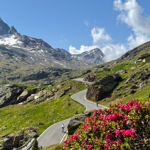 cyclists climbing passo di Gavia alongside floral landscape with snowy mountain peaks on marmot tours Stelvio and Eastern Switzerland cycling holiday