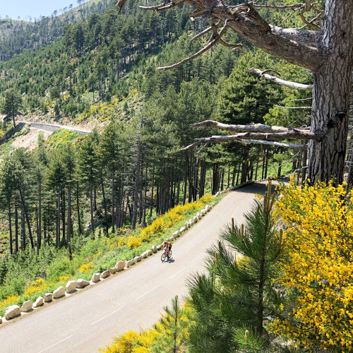 cyclist climbing forested slope on raid corsica cycling challenge with marmot tours