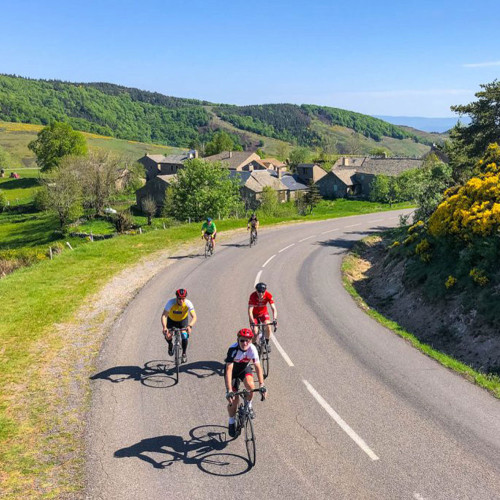 Cyclists and yellow broom on Marmot Tours guided road cycling holiday Cévennes and Ardèche France