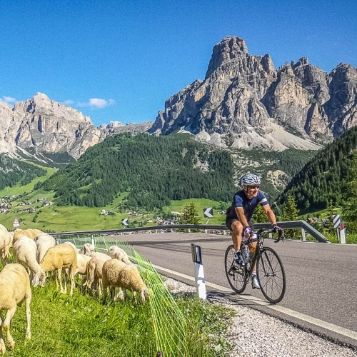 Cyclist smiling with sheep roadside on Marmot Tours full support road cycling tour of Dolomites Italy