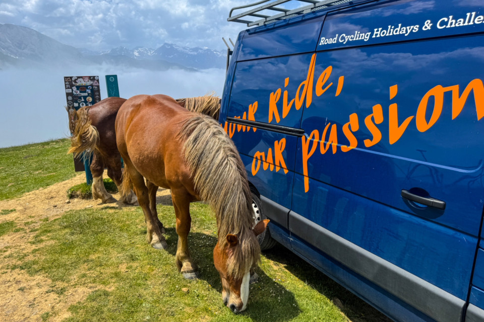 horses grazing next to marmot tours support van on col d'aspin in French Pyrénées