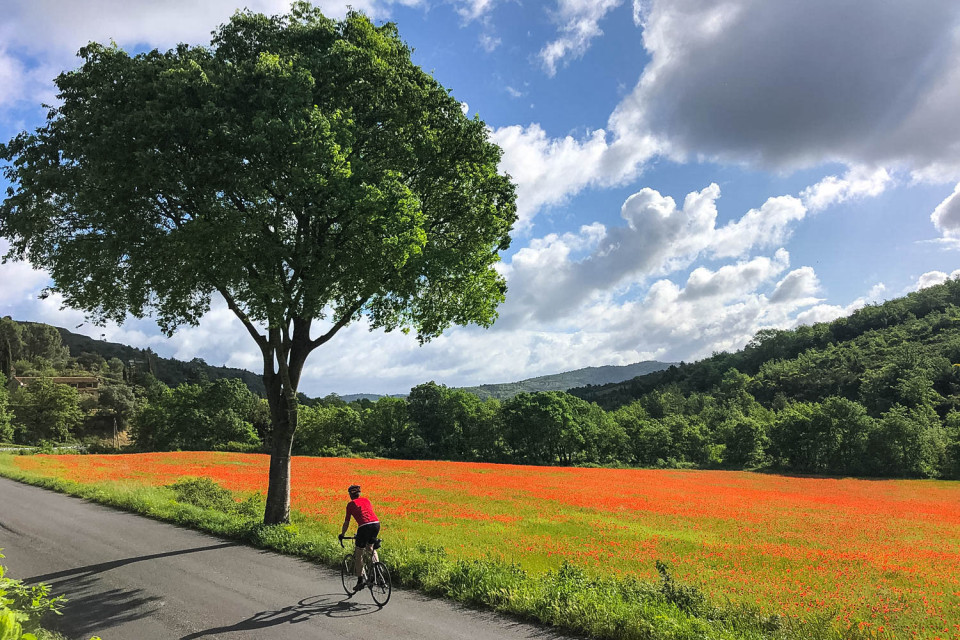 cyclist on quiet rural road alongside field of poppies on cycling holiday in pyrenean foothills with marmot tours