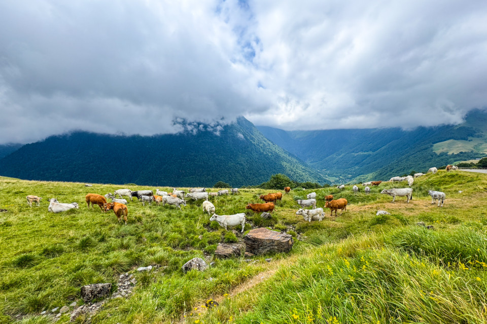 herd of cattle on mountain pasture on cycling holiday in French Pyrenees with marmot tours