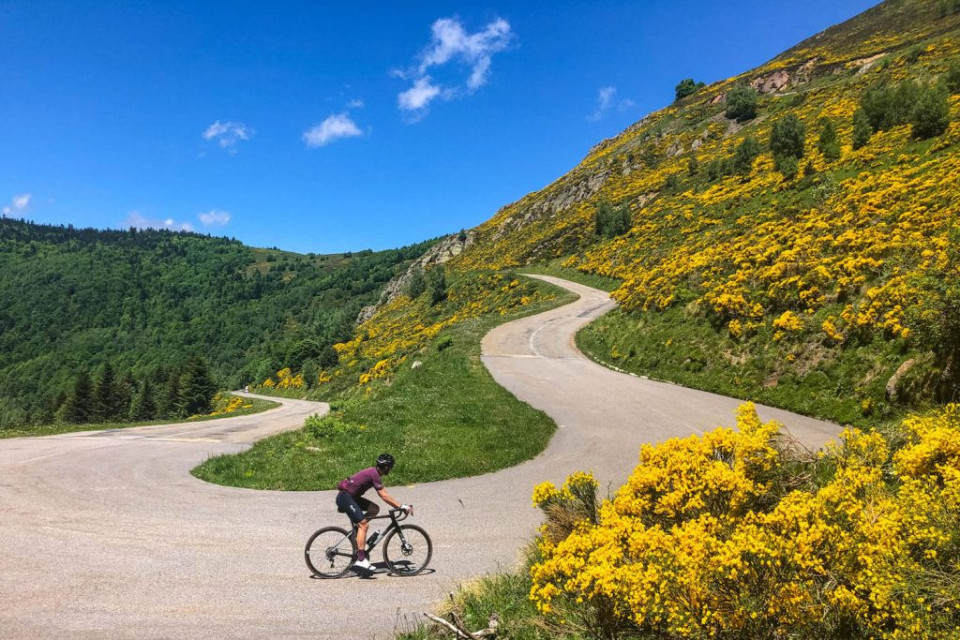 Cyclist climbing in French Pyrenees with yellow broom on fully supported road cycling holiday with Marmot Tours