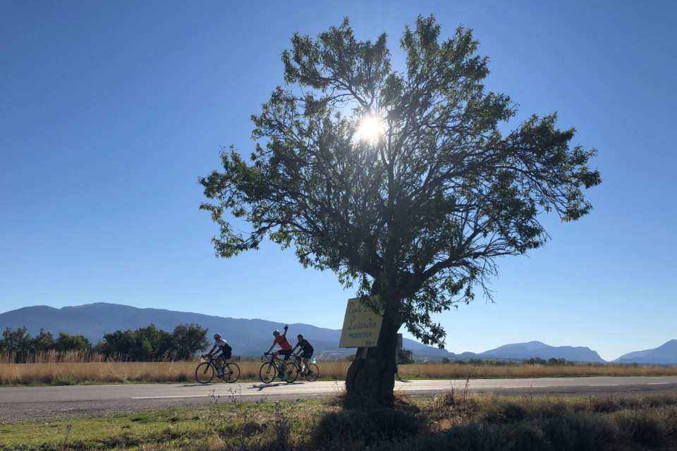 three cyclists cycling on Provence valley floor with sun behind tree on marmot tours Ventoux cycling holiday