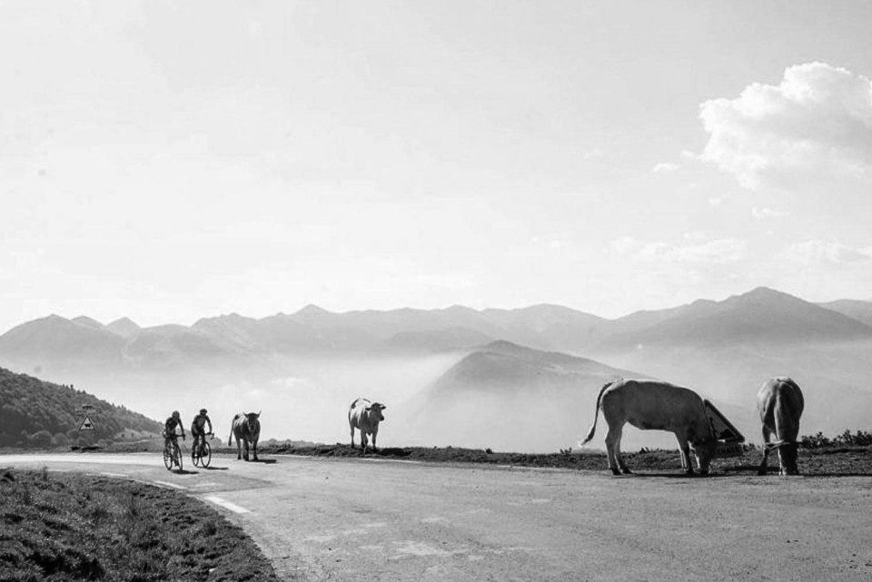 black and white image of pair of cyclists summiting col d'aspin alongside cattle and cloud inversion on marmot tours French Pyrenees cycling holiday