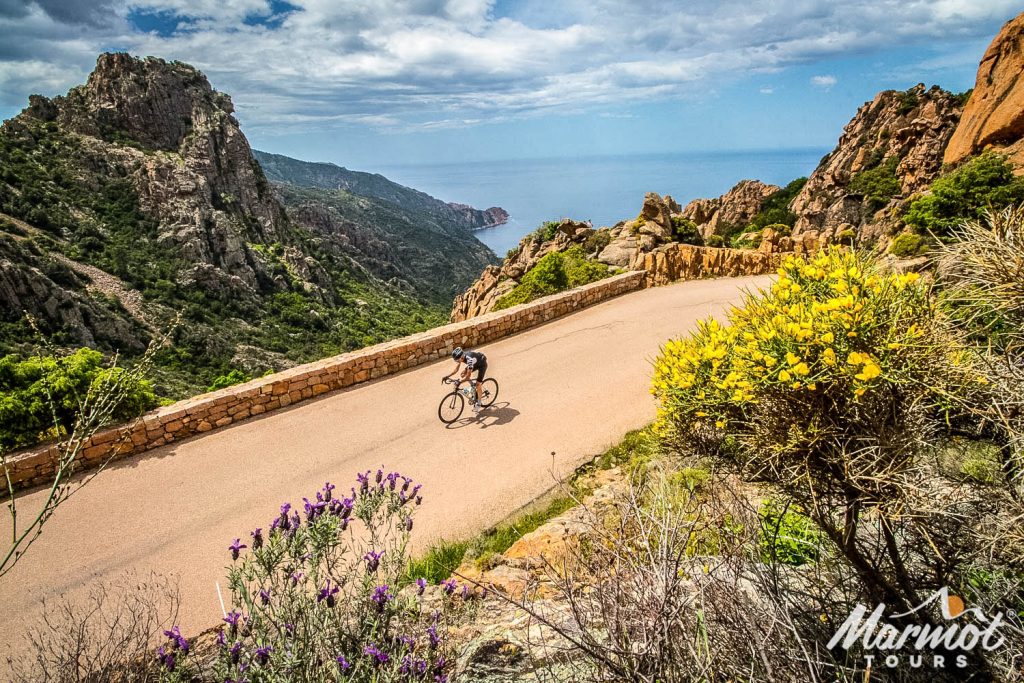 Cyclist on coast road with yellow blossoms on Marmot Tours fully supported road cycling holiday on Corsica