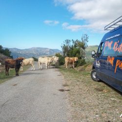 Herd of cows blocking road with Marmot Tours support vehicle on guided cycling tour of Sardinia