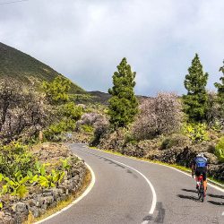 Cyclists on climb through cacti and blossom on guided road cycling holiday Tenerife with Marmot Tours