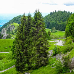 cyclist climbing forested slope of monte grappa from semonzo on marmot tours guided road cycling holiday dolomites
