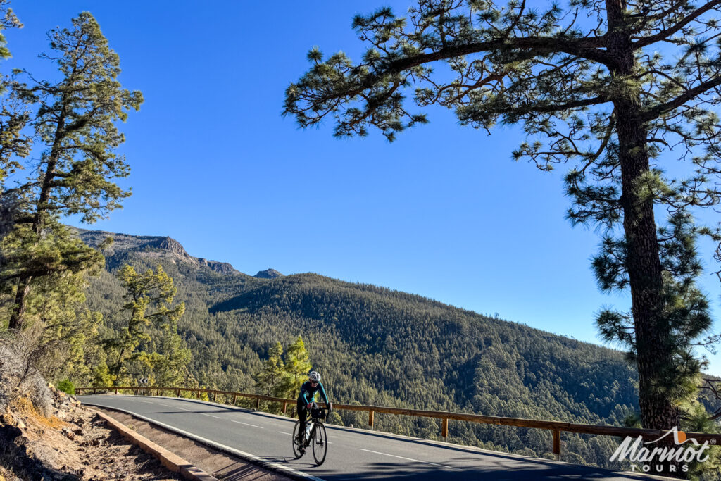 Cyclist descending forested mountain pass on sunny day on Tenerife road cycling holiday with marmot tours